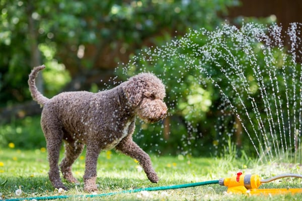 How to Keep Your Dog Safe in the Summer Heat