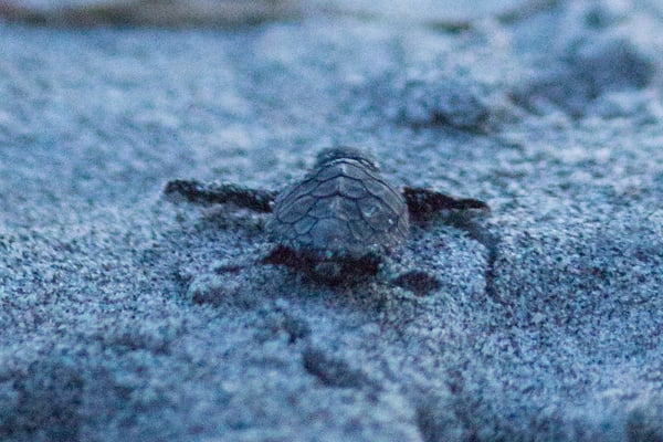 Mote Reports Record-Breaking 2023 Sea Turtle Nesting Season