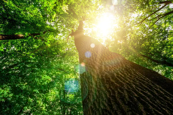 City of Sarasota Offers Two More Opportunities for Residents to Acquire Trees