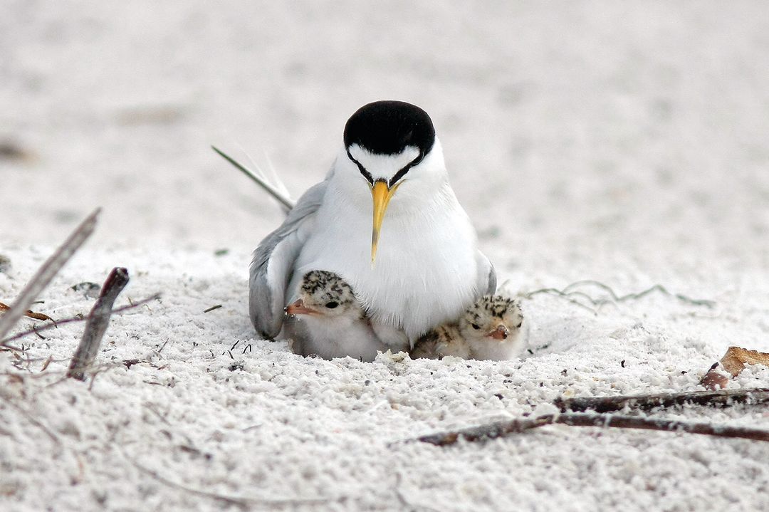 How to Keep Our Nesting Shorebirds Safe During Fourth of July Celebrations