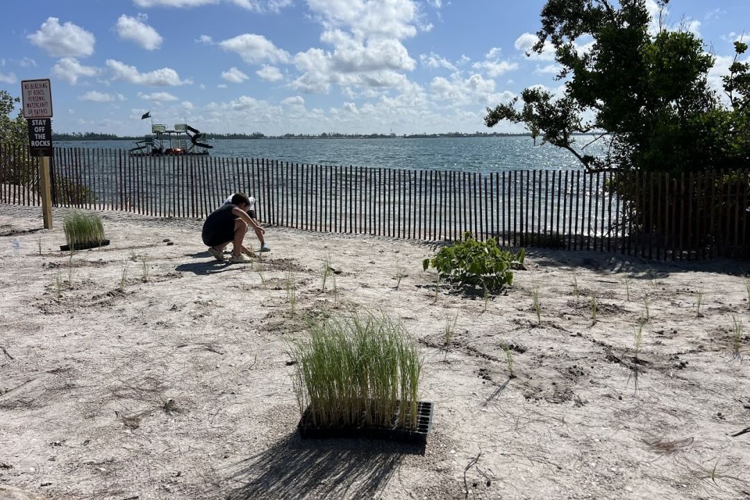A New Volunteer Initiative Aims to Plant 12,000 Sea Oats  in Manatee County
