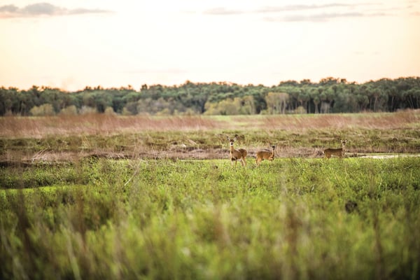 All the Wildlife Youll Spot on the Myakka River