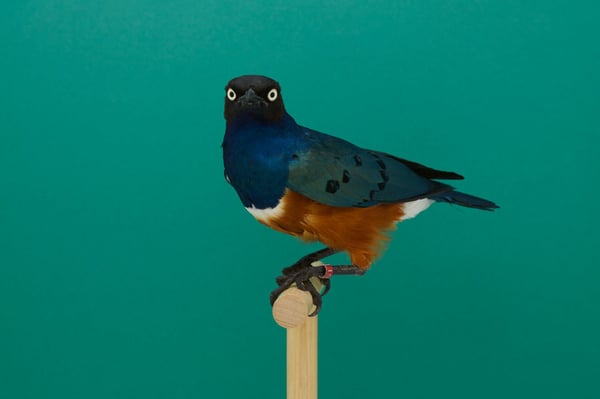 Selby Gardens New Exhibit Is for the Birds