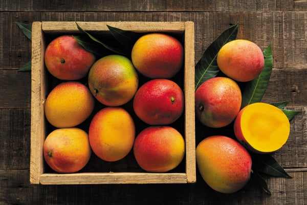 The Mangos Deep Roots in America Started in Manatee County