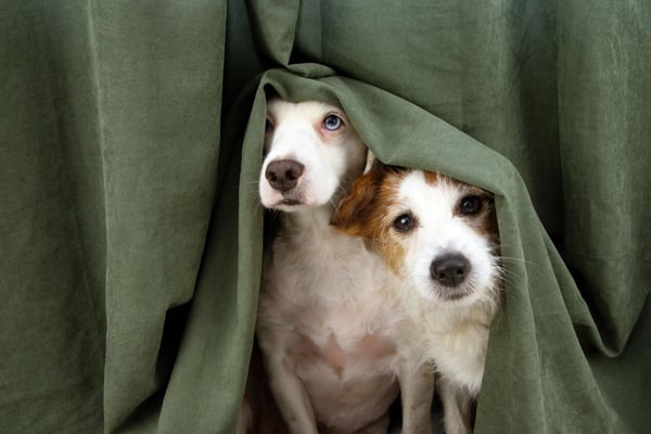 A New Clinical Trial Aims to Help Anxious Dogs Cope With Thunderstorms 